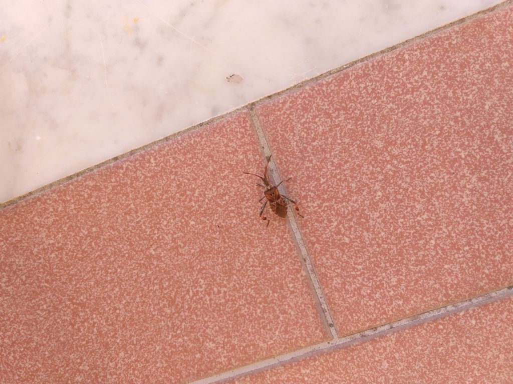 Coreidae: Leptoglossus occidentalis